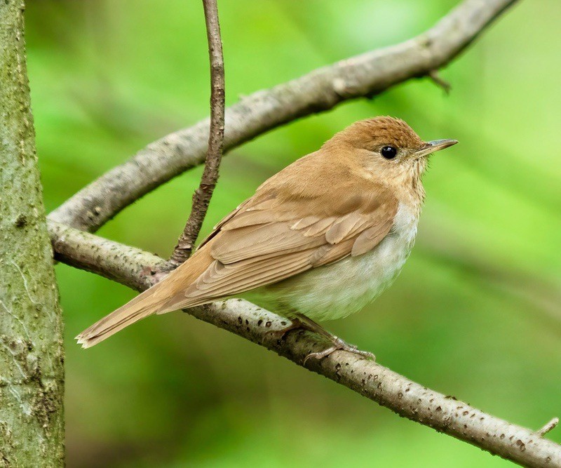 Veery in Central Park by the Ramble Stone Arch by Rhododendrites is licensed under CC BY-SA 4.0.